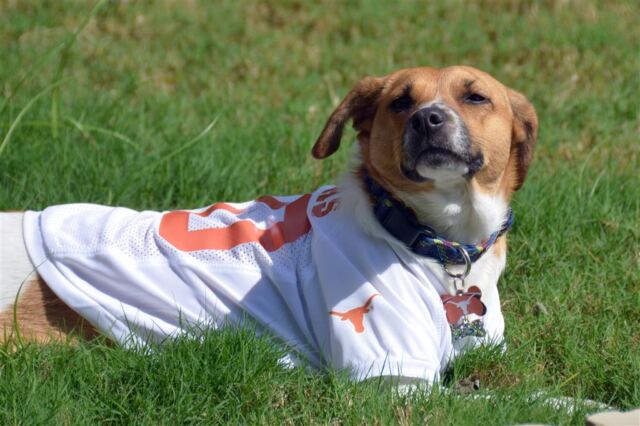 sniffing-for-a-victory