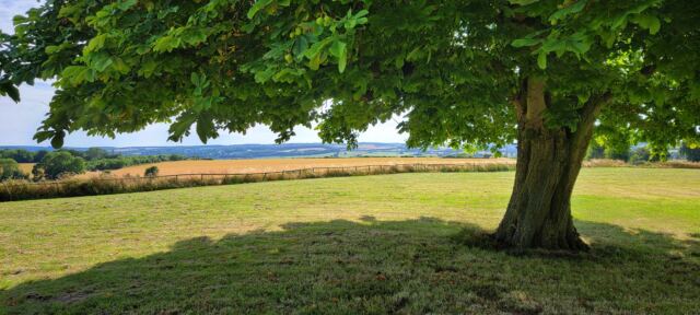 Shady Cotswolds view