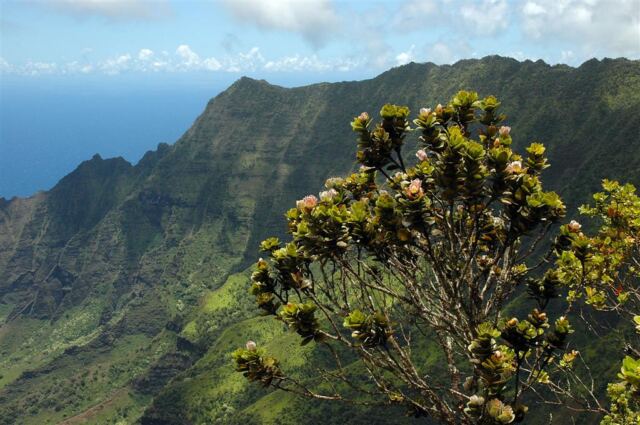 Kalalau Valley (41)