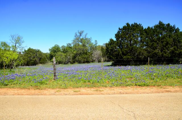 Willow Loop bluebonnet field 8