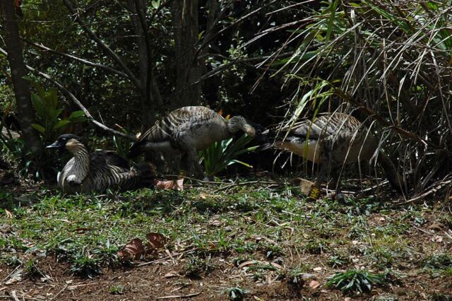 Nenes in the bushes (1)
