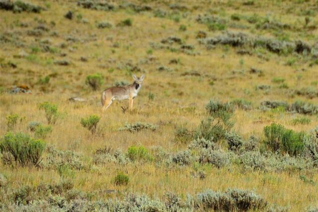 Coyote in National Elk Preserve (2)