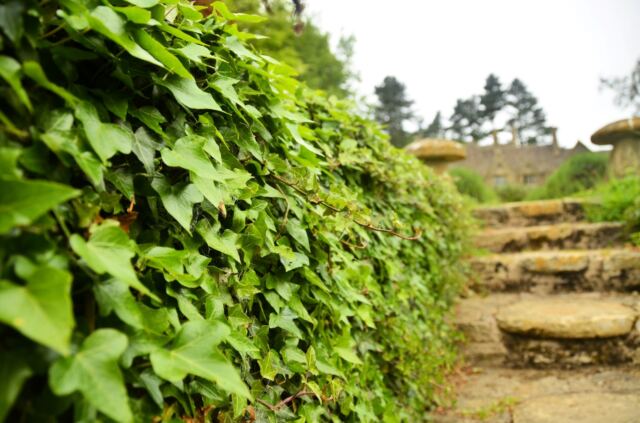 Charingworth ivy