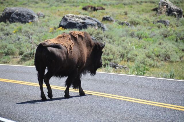 Lamar Valley bison (4)