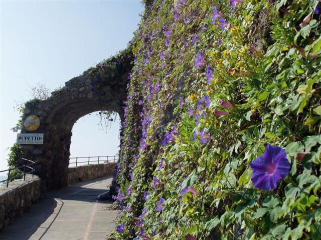 PO - pathway flowers