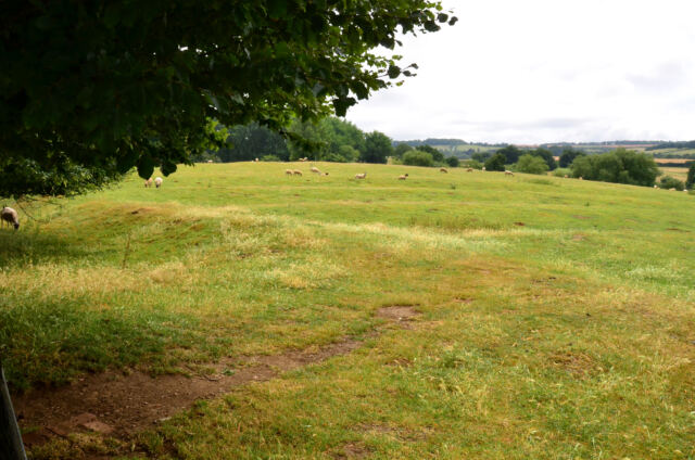 Chipping Campden sheep fields (01)