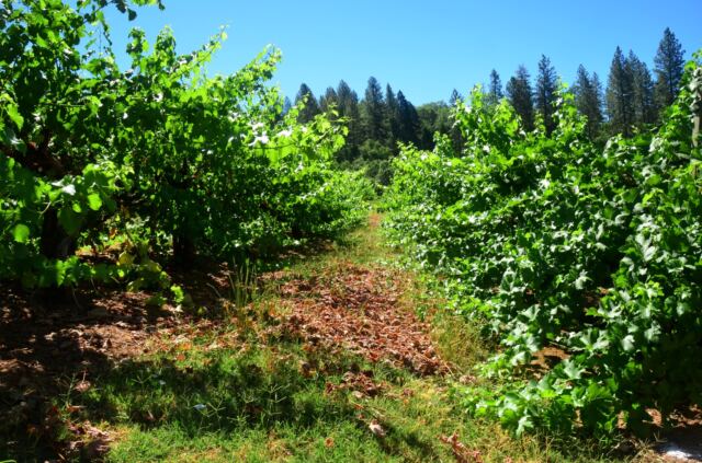 Boeger Winery - grapevines 03