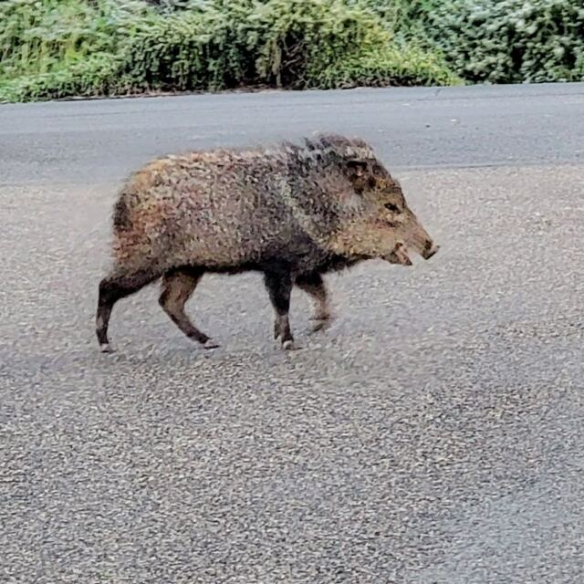 Javalina Crossing (5)