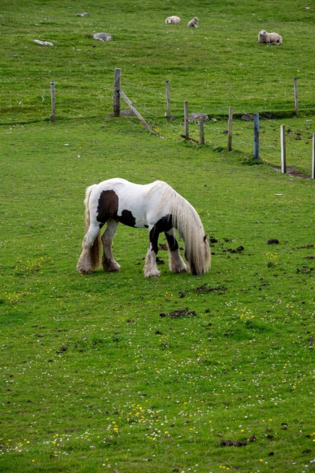 The Shetland Pony Experience 29