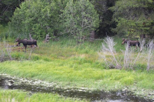 Moose (32)