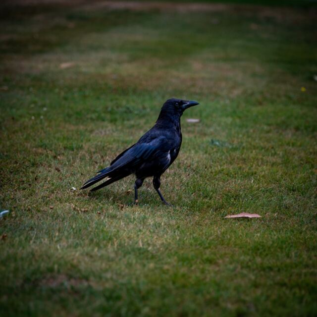 Tower of London raven 03