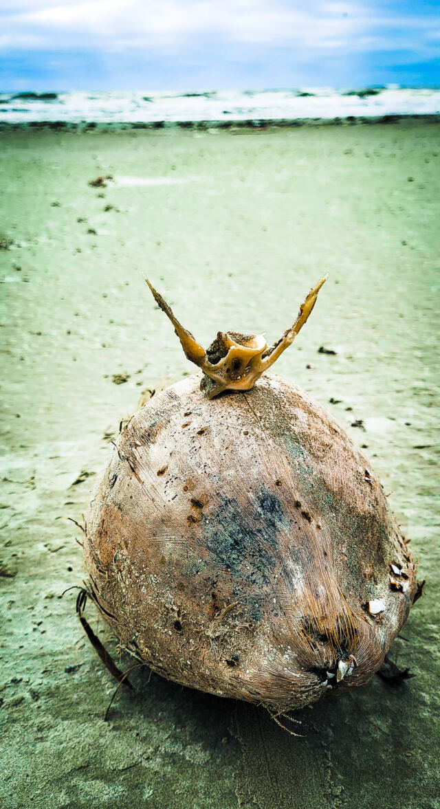 Alien beach artifacts