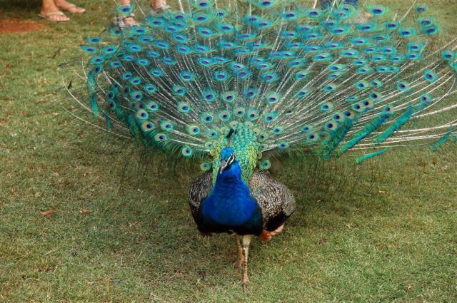 Trailing feathers behind him