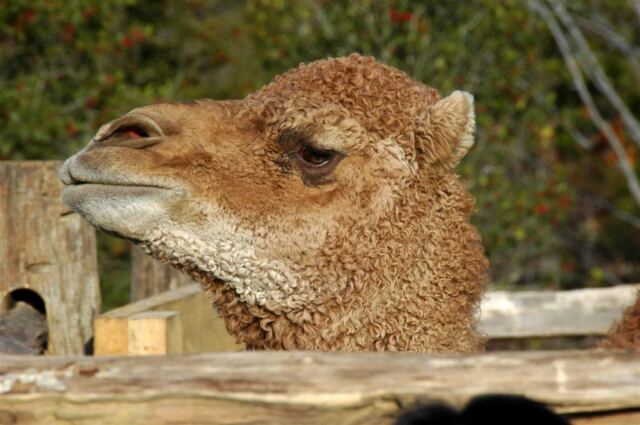 Aladdin the Christmas Camel