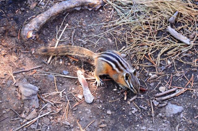 Our chipmunk snack companion