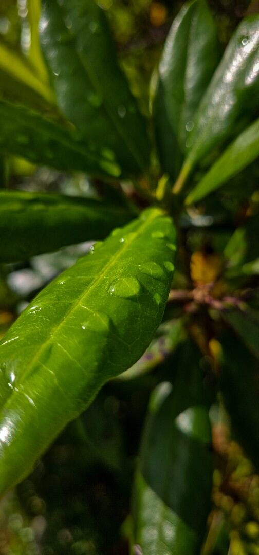 Water drops
