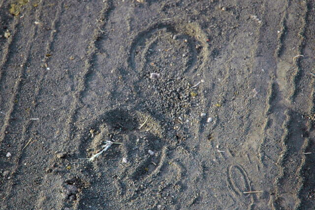 hoofprints