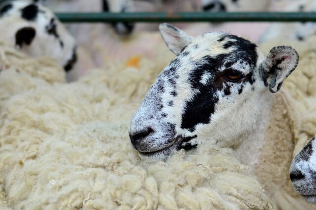 Shipston Wool Fair - sheep (5)