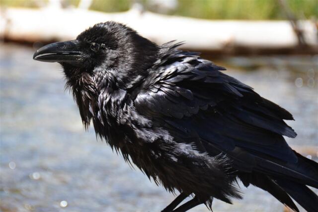 Fairy Falls ravens (2)