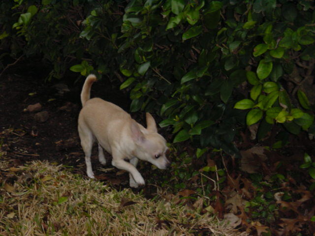 bambi-s-sniffing