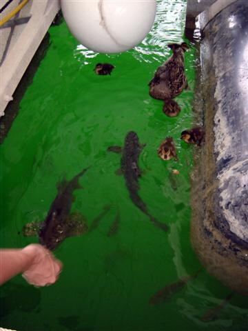 big-fish-and-ducks