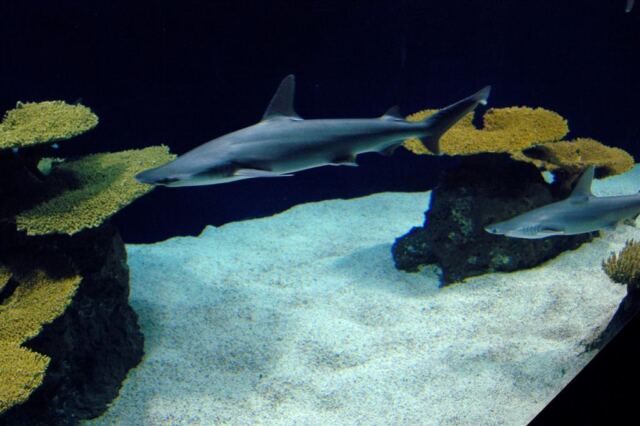 Hammerhead sharks 1