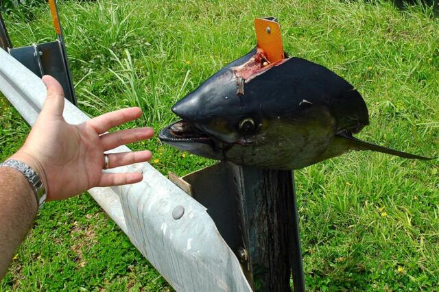 Hand and fish head (for scale)