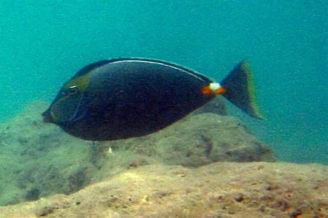 Snorkeling - fish (4)