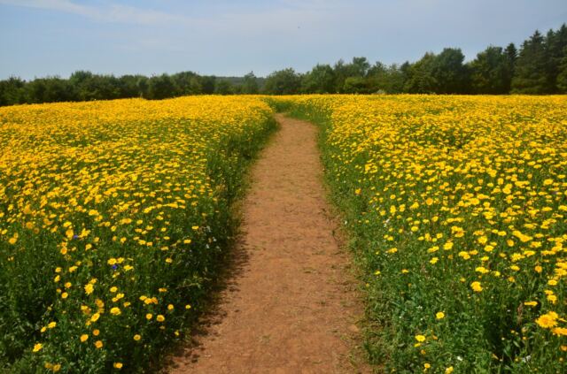 Cotswold Lavender - yellow flowers (1)