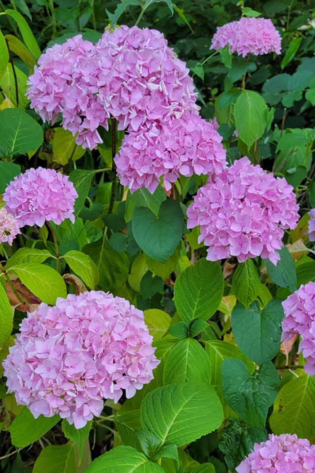 Charingworth flowers (3)