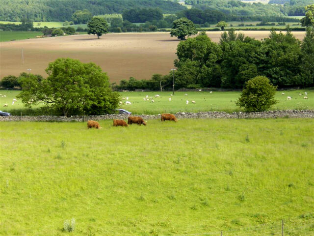 Highland cattle from top of Tower