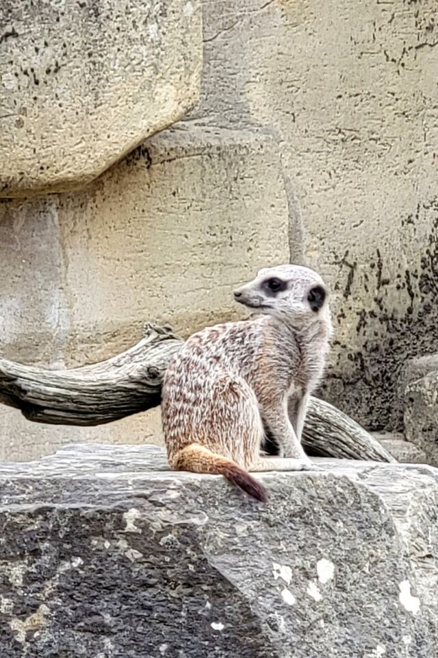 Cotswold Wildlife Park - meerkats (3)