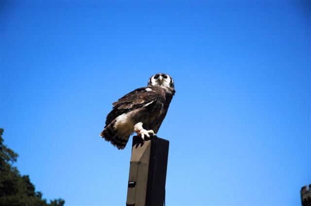 Warwick bird show - owl (9)
