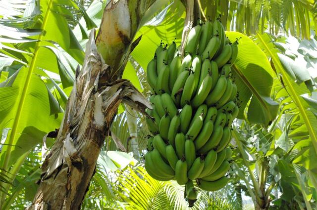 Bananas
