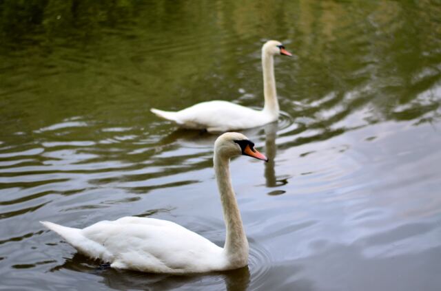River Avon swans (2)