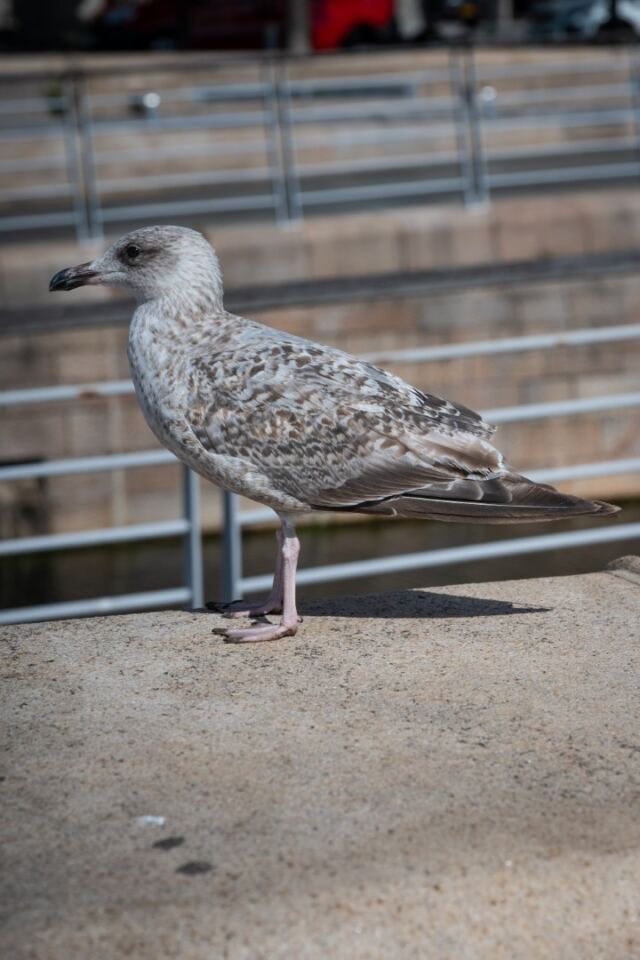 Liverpool seagull