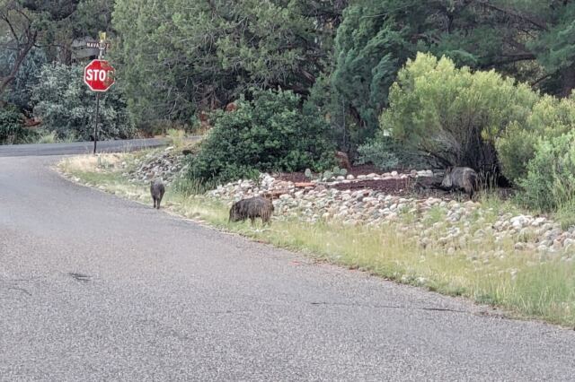 Javalina Crossing (1)