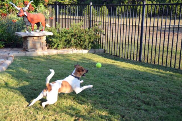 chasing-the-ball
