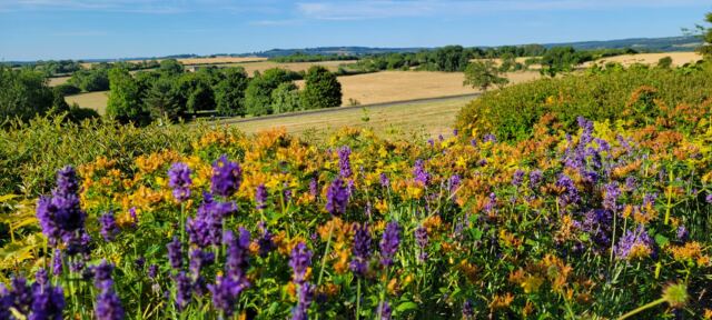 Charingworth - final morning Cotswolds view (1)