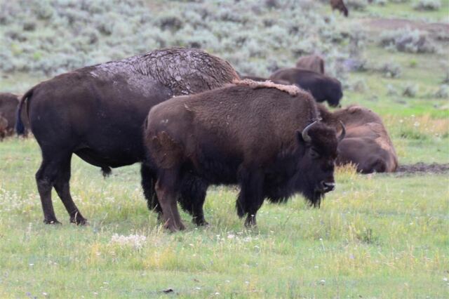 Lamar Valley bison (19)