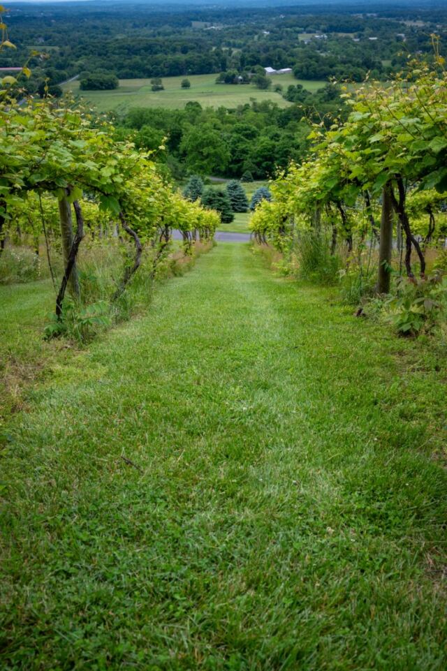 Bluemont Vineyard views 3
