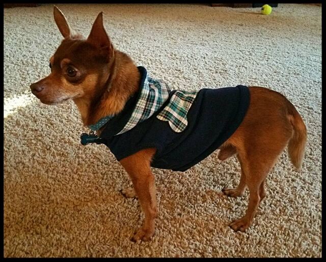 Winston-in-his-new-duds