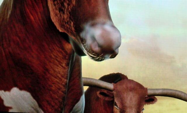 Intro video Longhorns