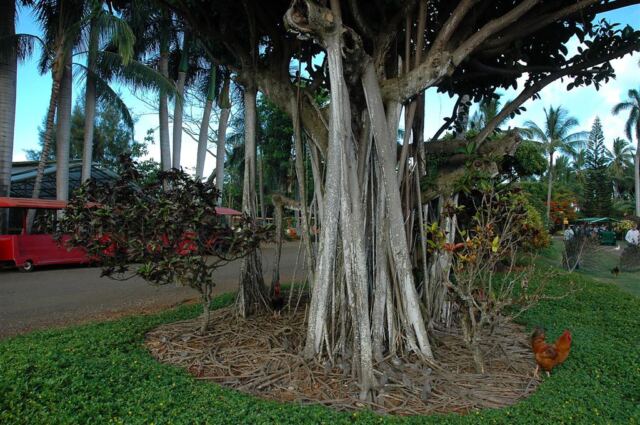 Young Banyan tree