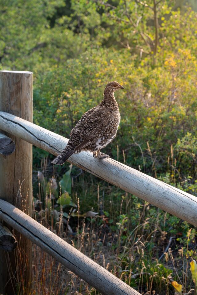 Sage Grouse - female