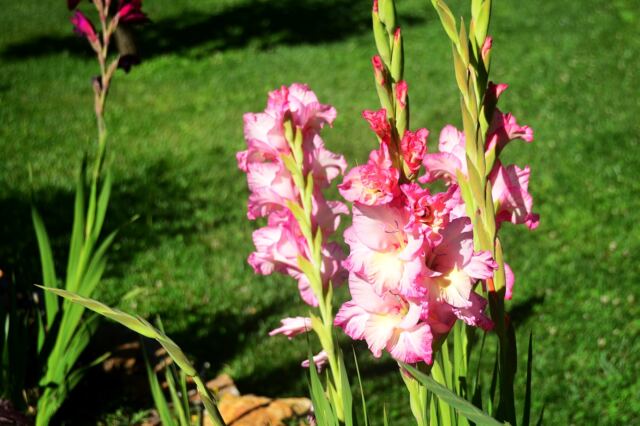 Boeger Winery - flowers
