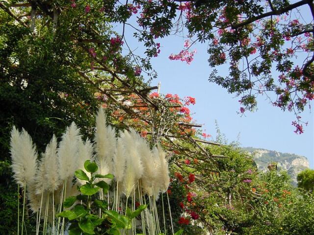 Overhead grapvines