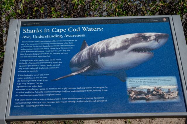 Sharks in Cape Cod waters 01