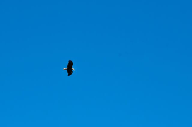 Bald Eagle 01