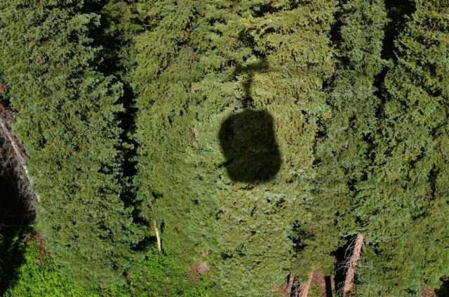 Our shadow on the trees